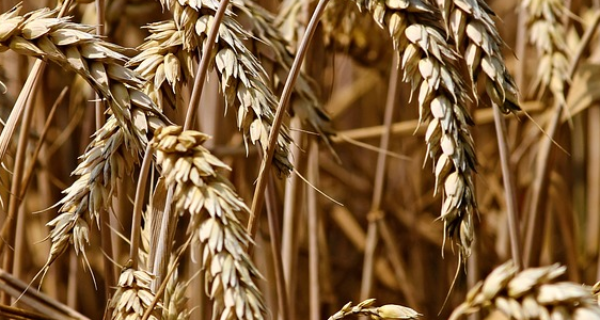 Kako da preračunate vlagu zrna pšenice na standardni kvalitet?