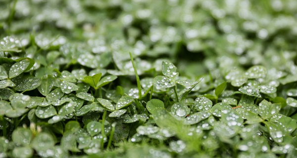 Suzbijanje korova u lucerki