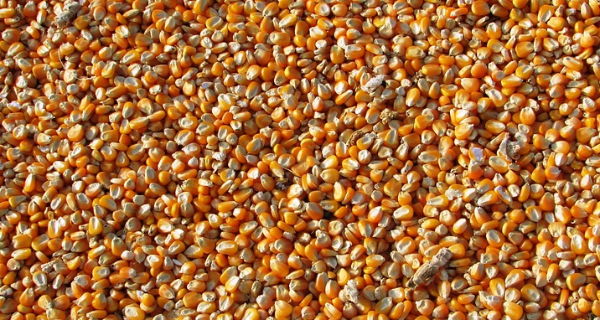 Zaštita semena kukuruza i suncokreta od zemljišnih štetočina